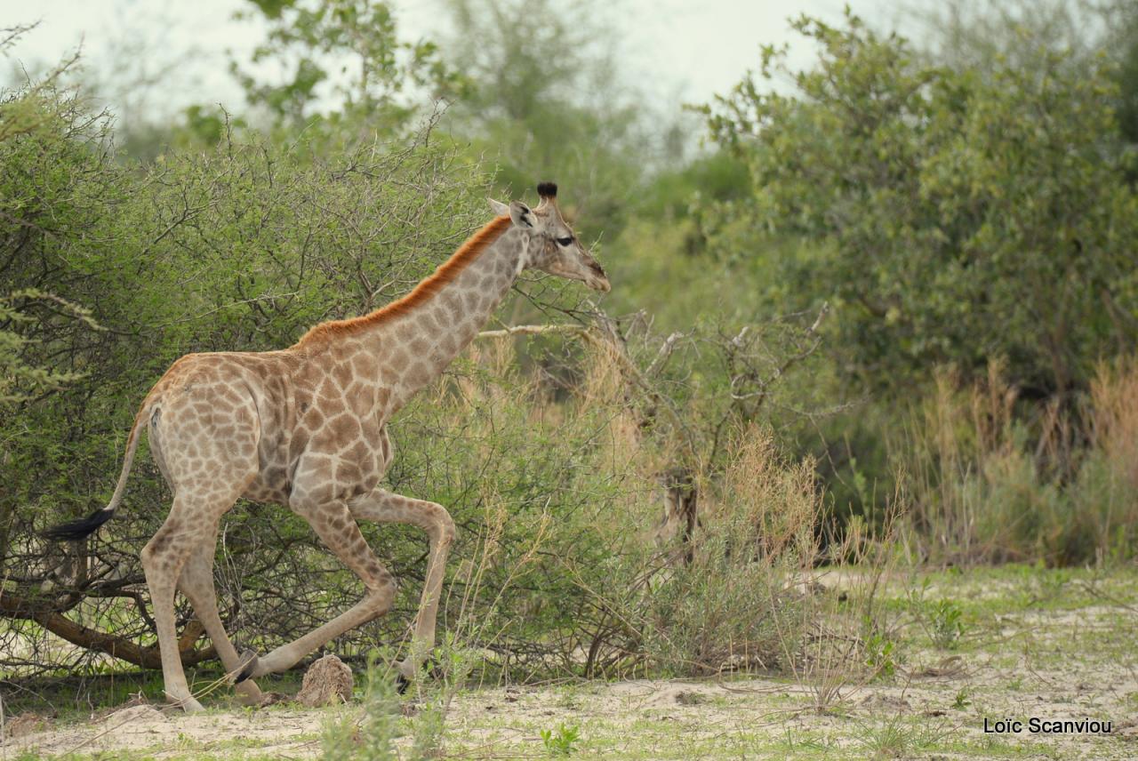 Girafe/Giraffe (7)