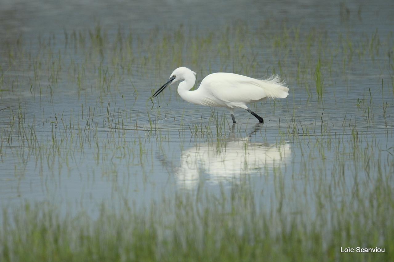 Aigrette/Egret (2)