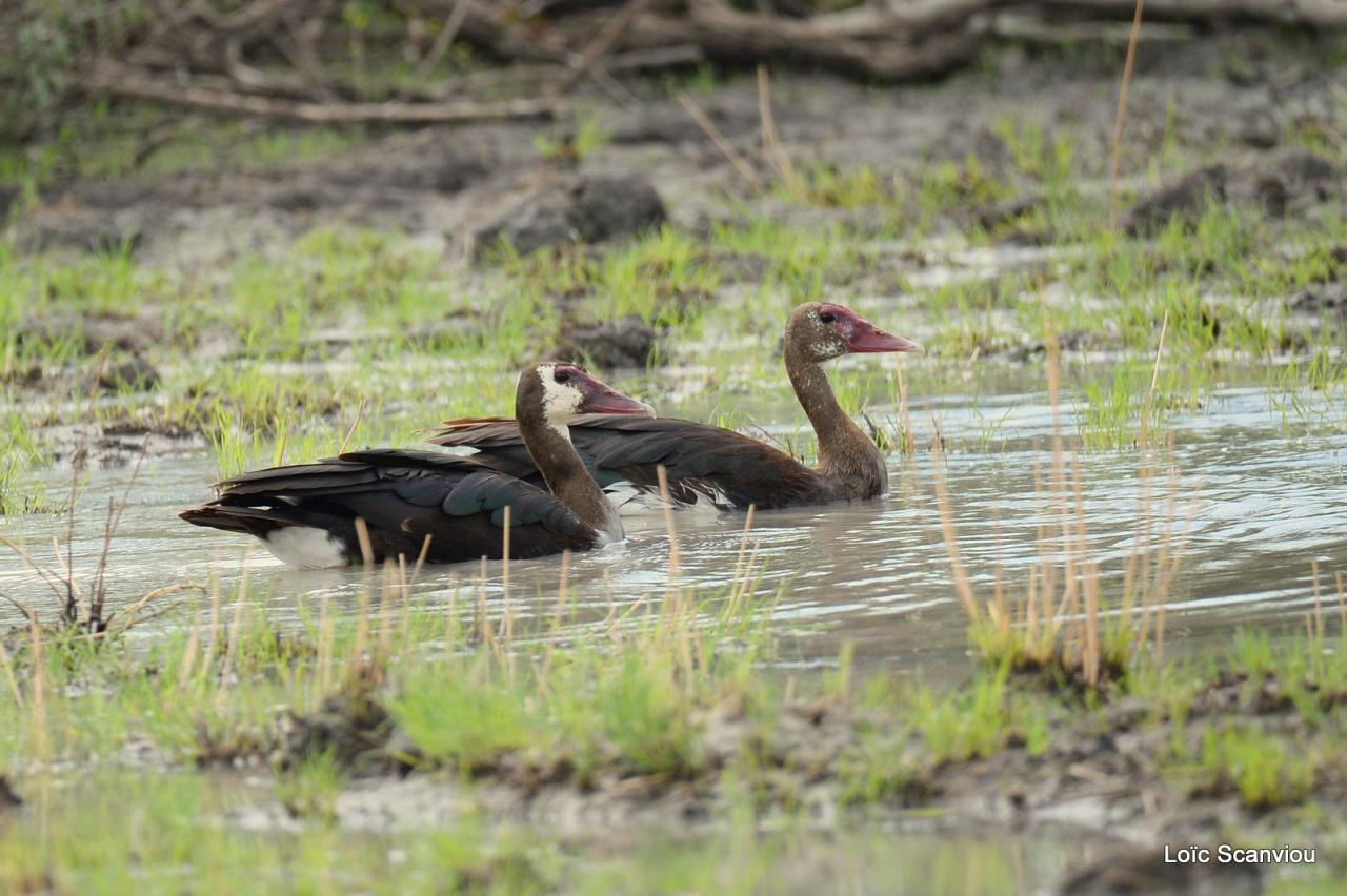 Oie armée de Gambie/Spur-winged Goose (1)