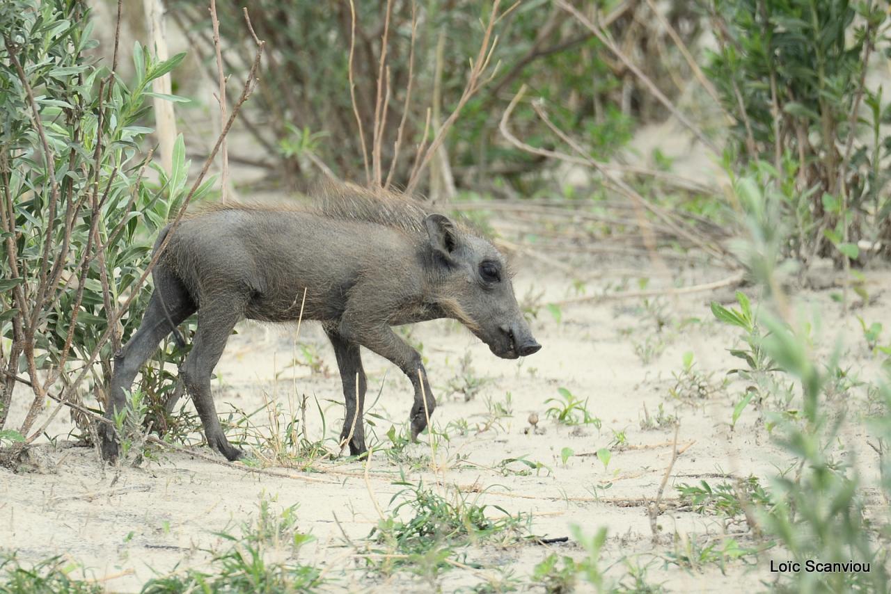 Phacochère/Warthog (3)