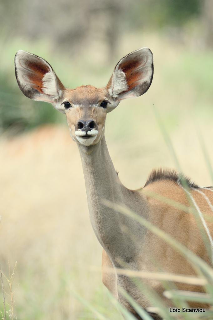 Koudou/Kudu (4)