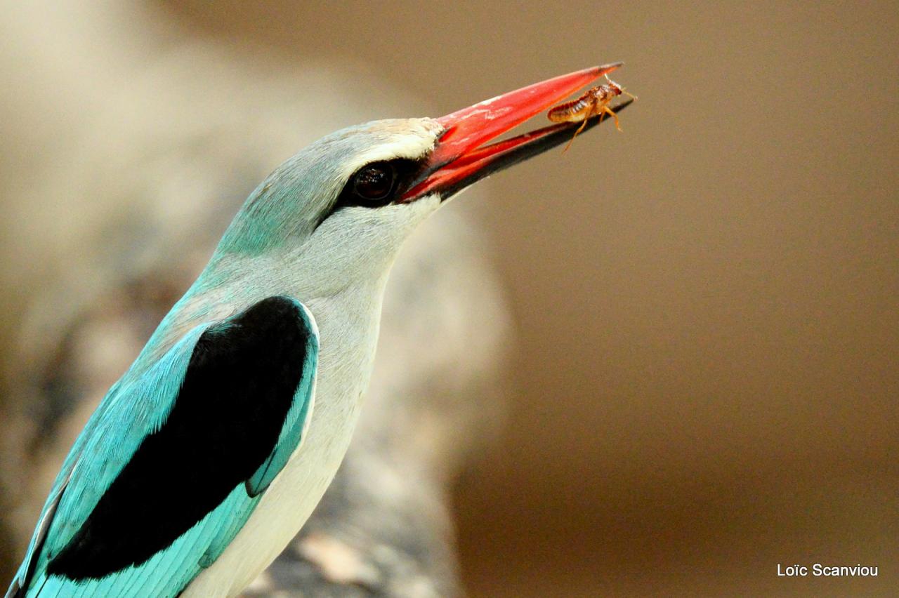 Martin-chasseur du Sénégal/Woodland Kingfisher (1)