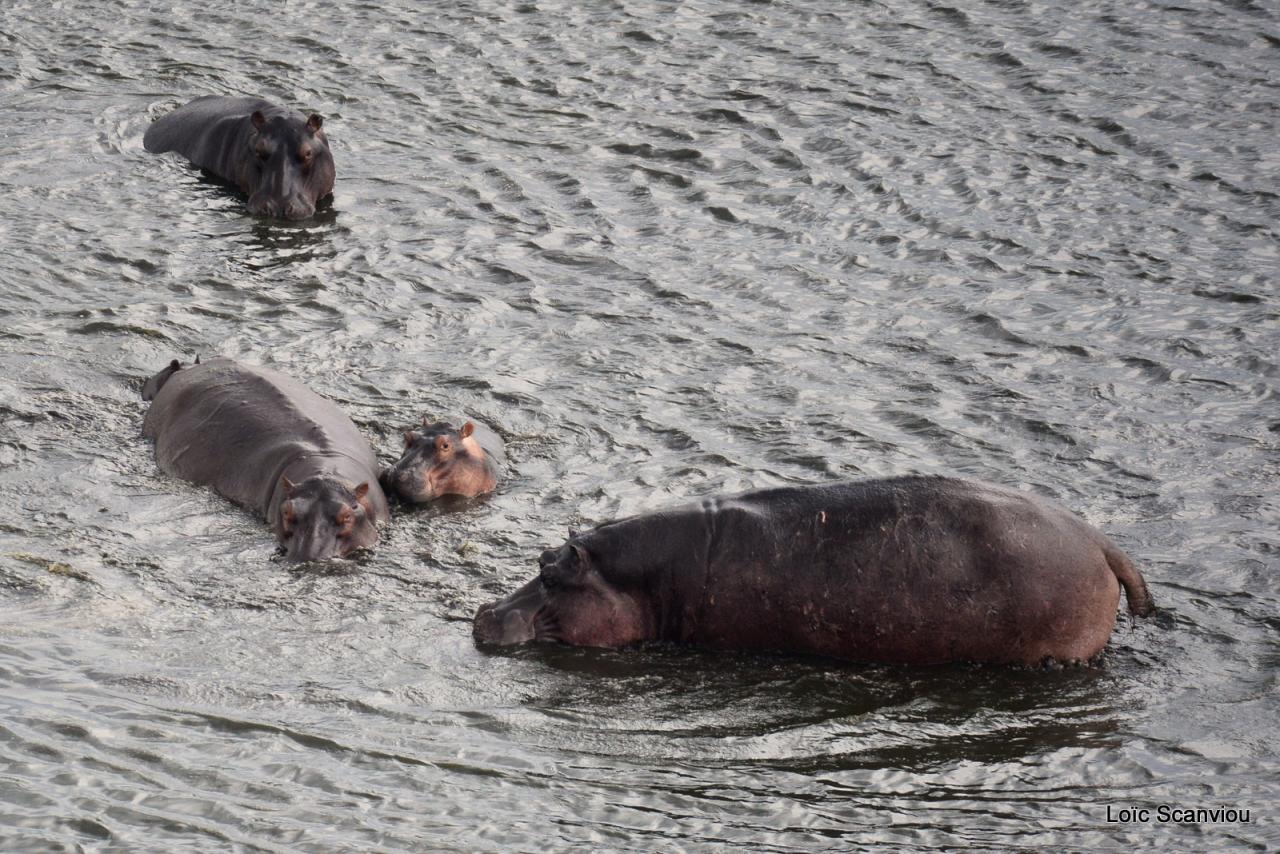 Hippopotame/Hippopotamus (2)