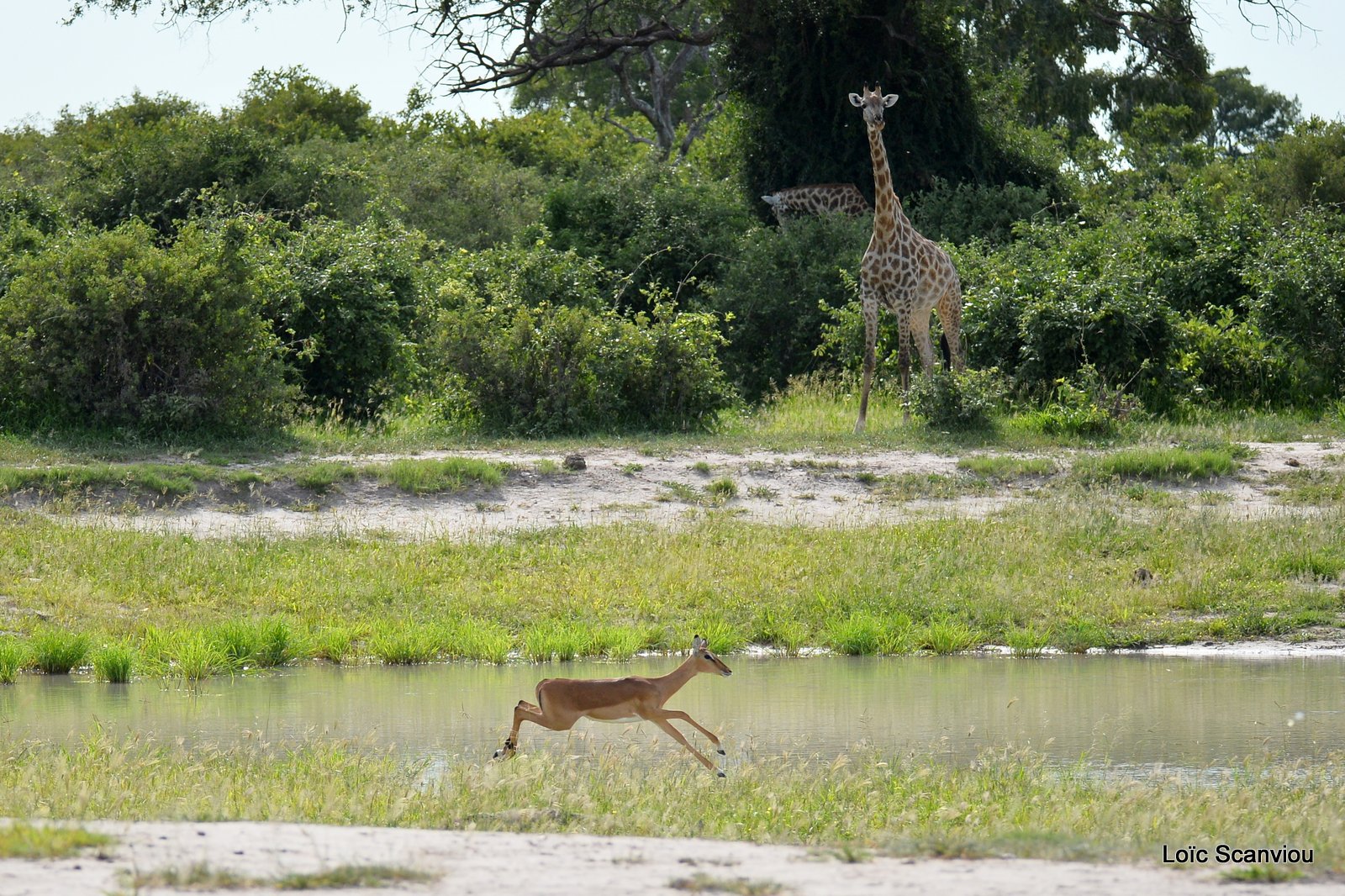 Impala (1)