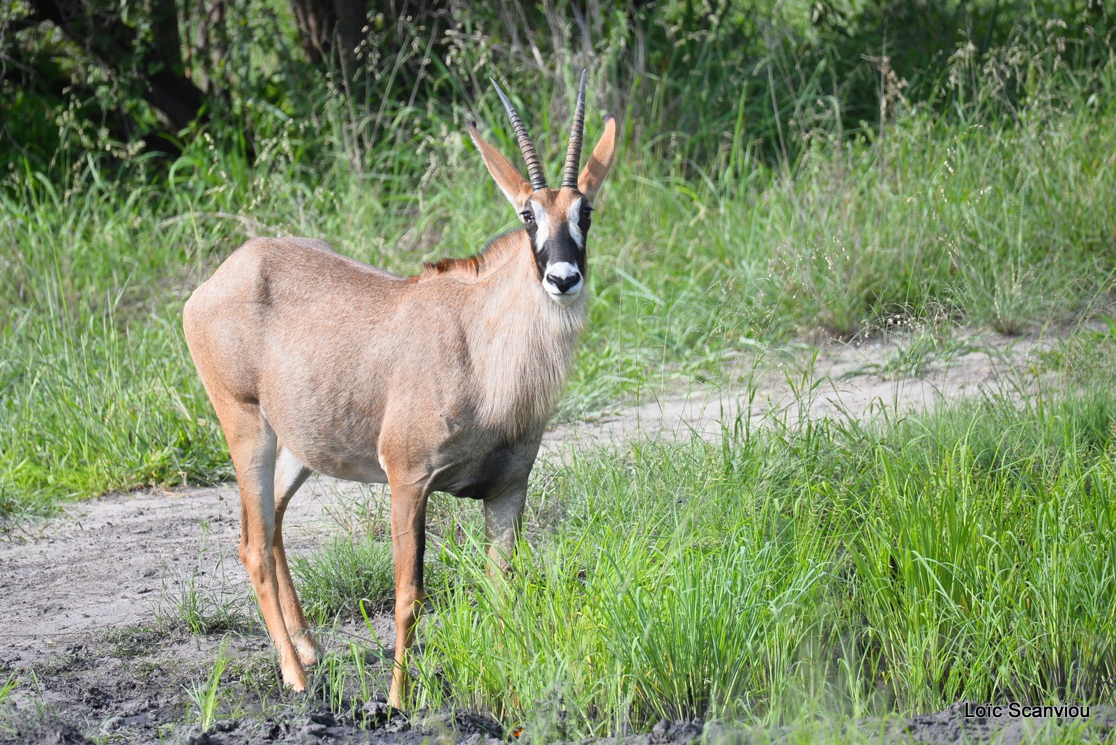 Antilope rouanne/Roan Antelope (1)