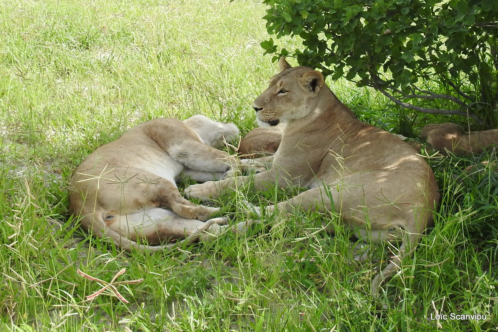 Lions/Lions (5)