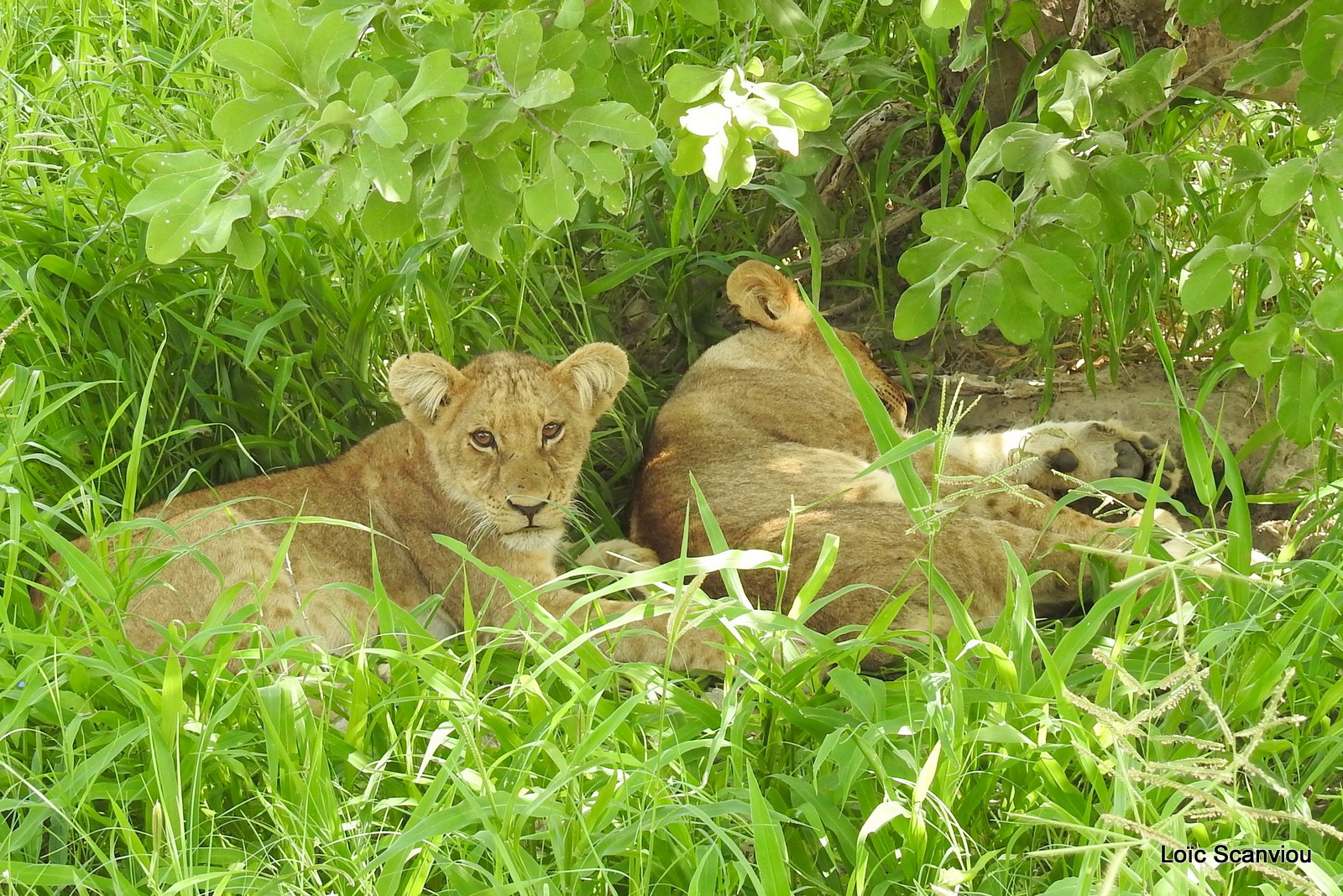 Lions/Lions (7)