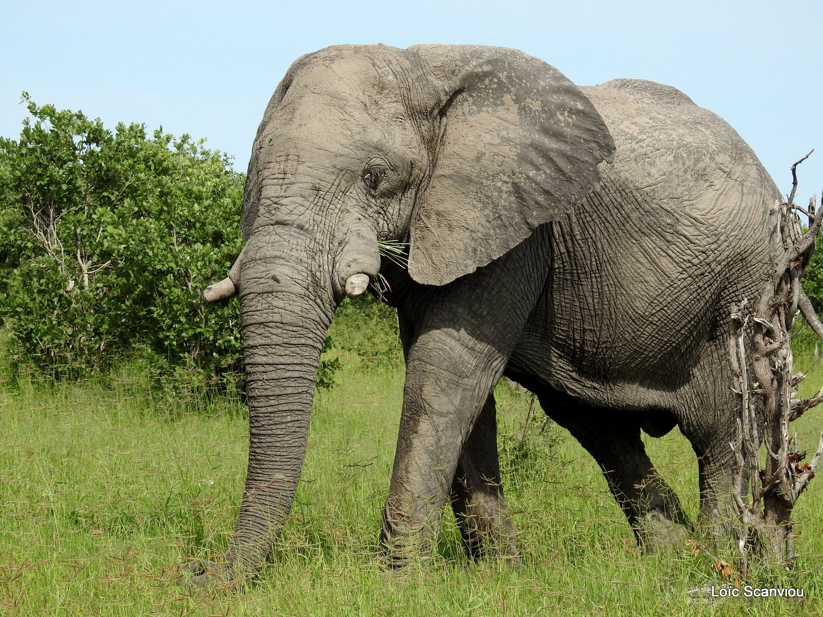 Eléphant d'Afrique/African Elephant (28)