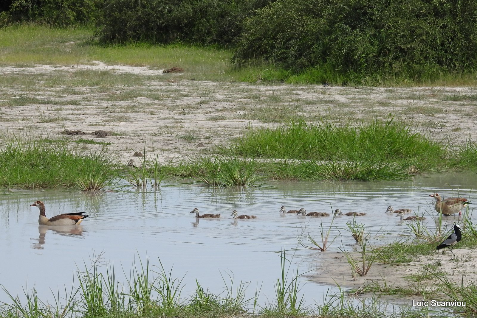 Ouettes d'Egypte/Egyptian Geese (2)