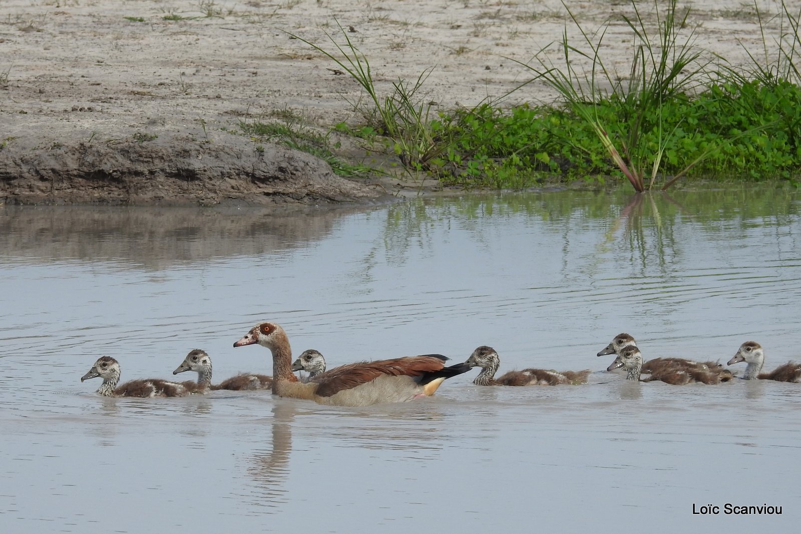 Ouettes d'Egypte/Egyptian Geese (3)