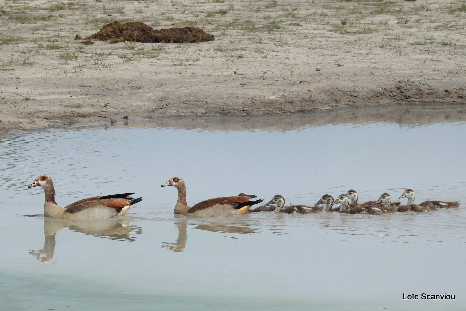 Ouettes d'Egypte/Egyptian Geese (4)