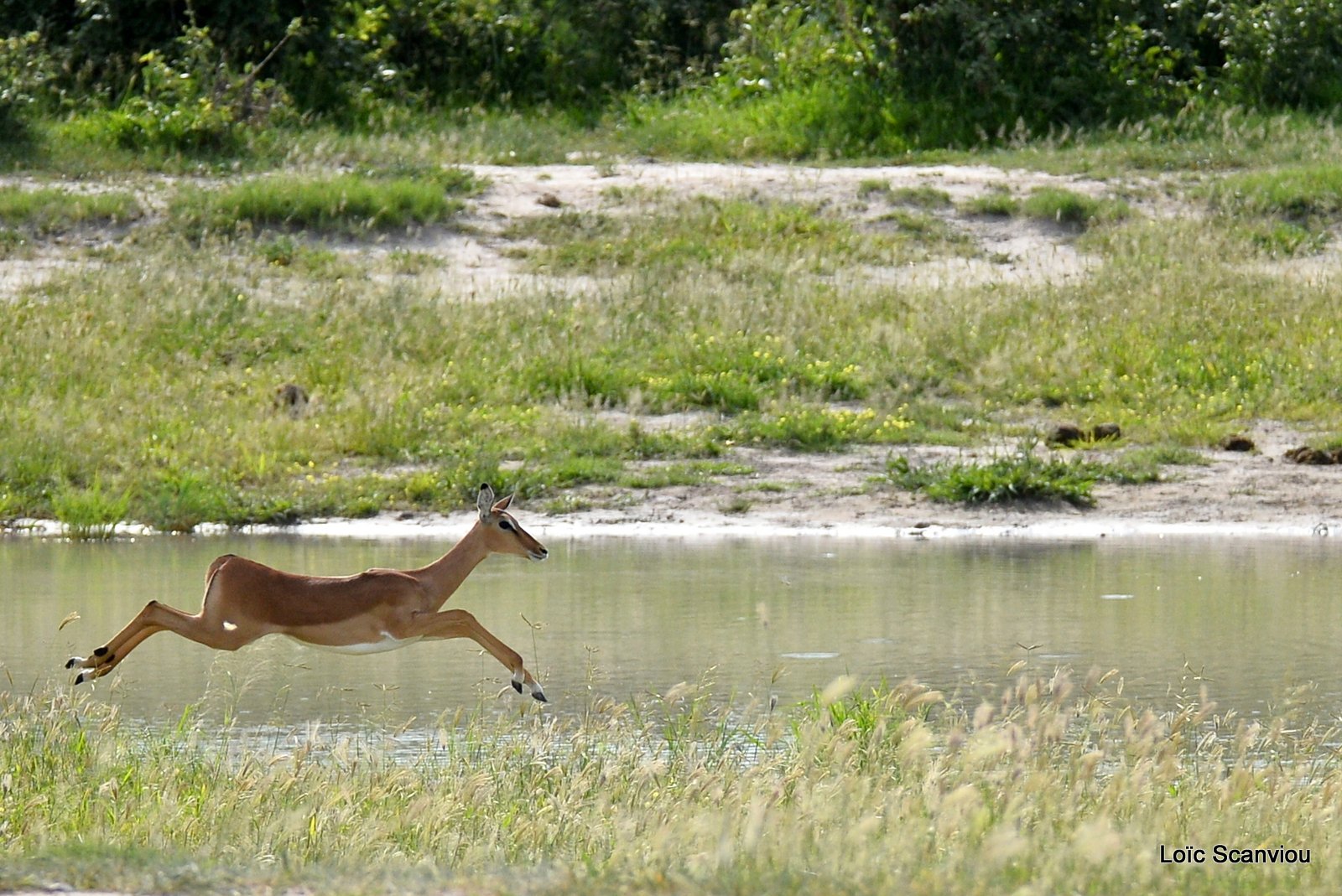 Impala (2)