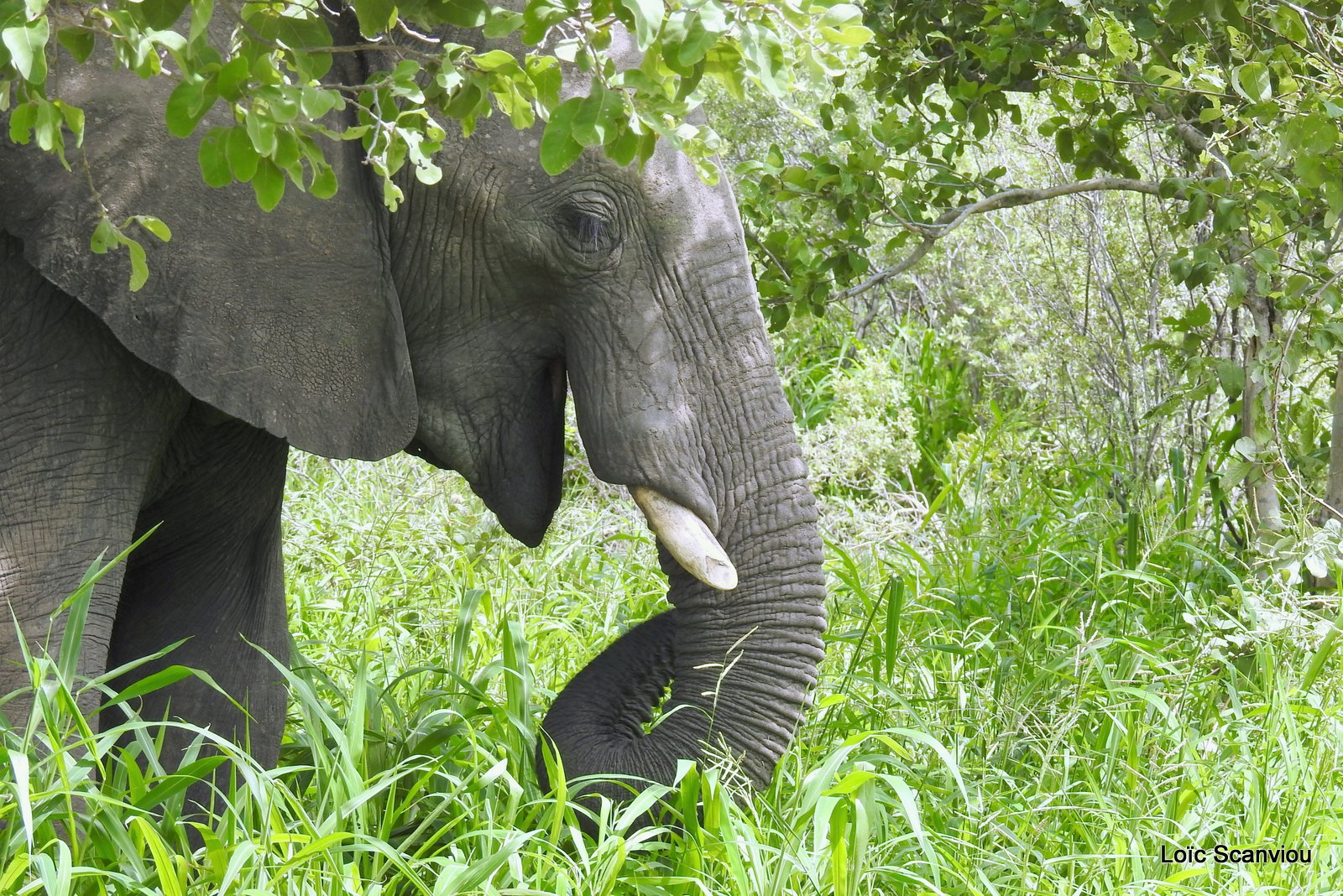 Eléphant d'Afrique/African Elephant (29)