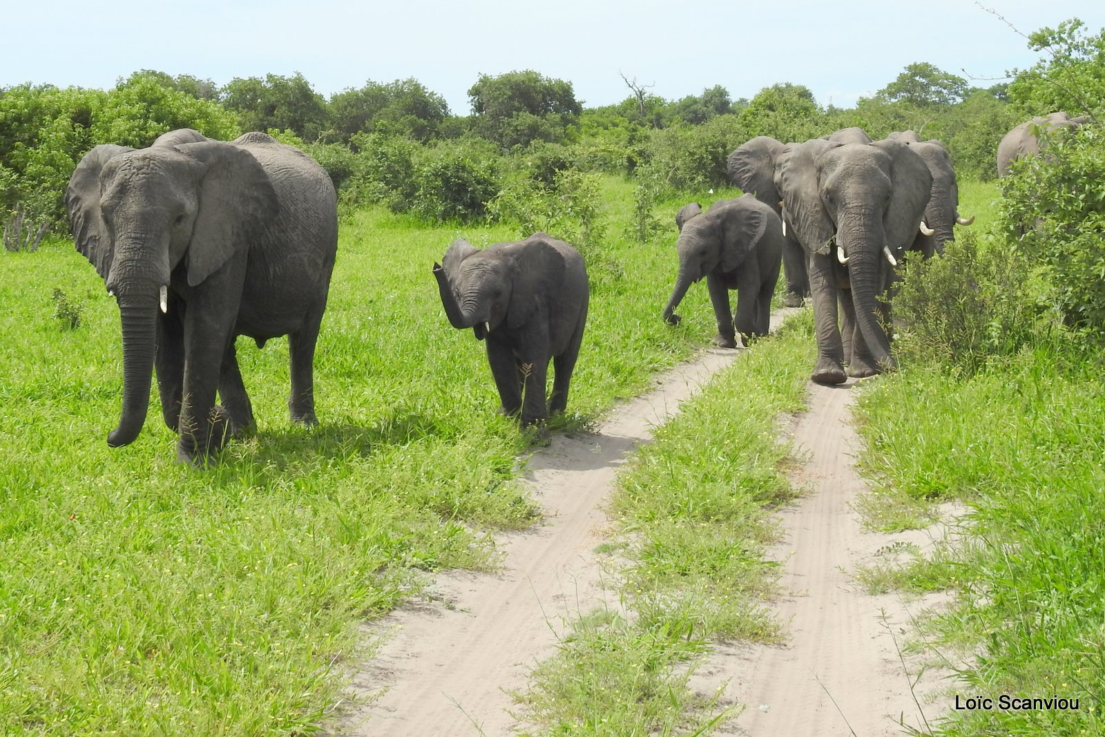 Eléphant d'Afrique/African Elephant (30)