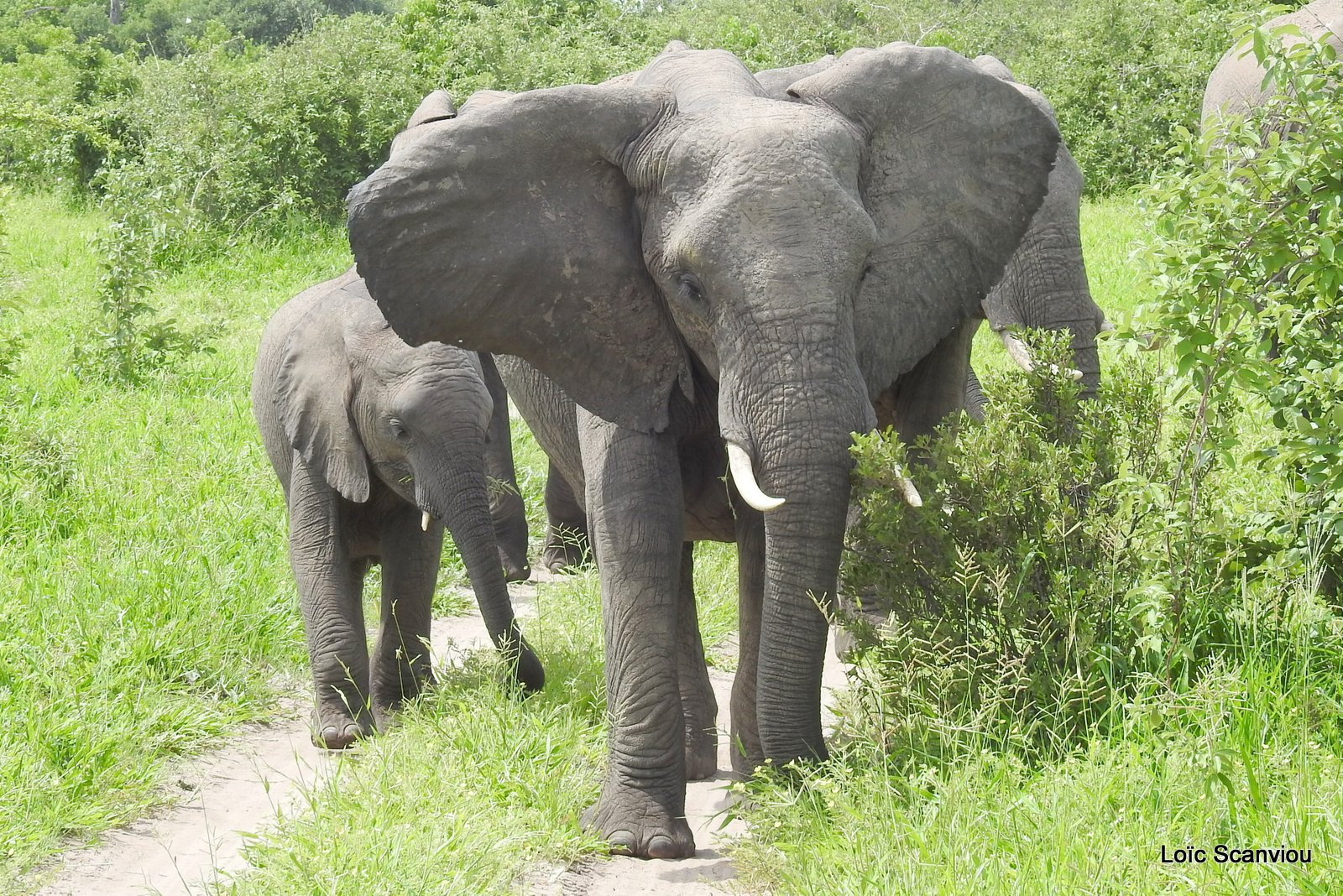 Eléphant d'Afrique/African Elephant (31)