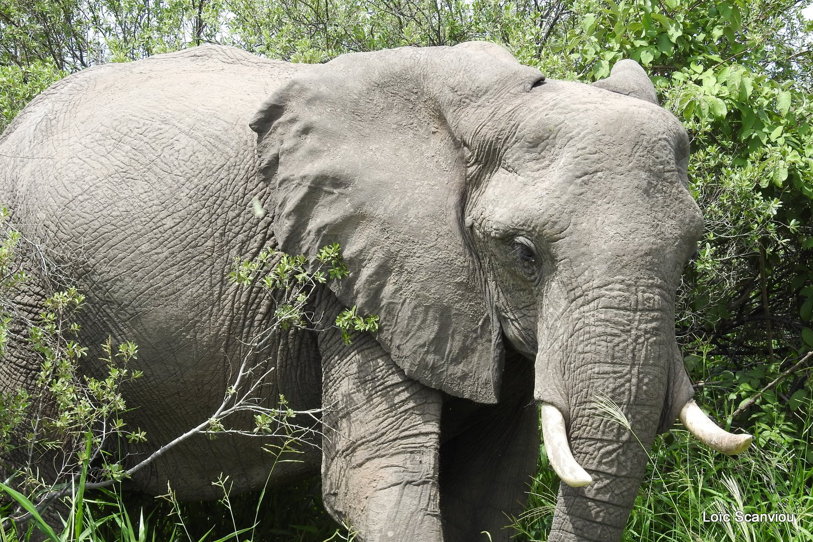 Eléphant d'Afrique/African Elephant (32)