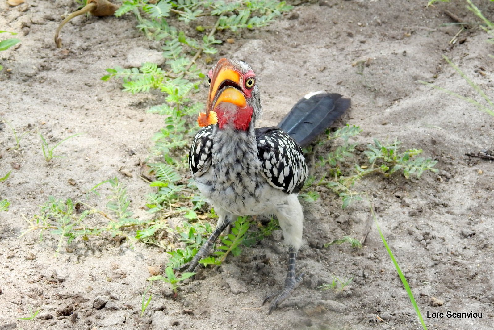 Calao leucomèle/Southern Yellow-billed Hornbill (3)