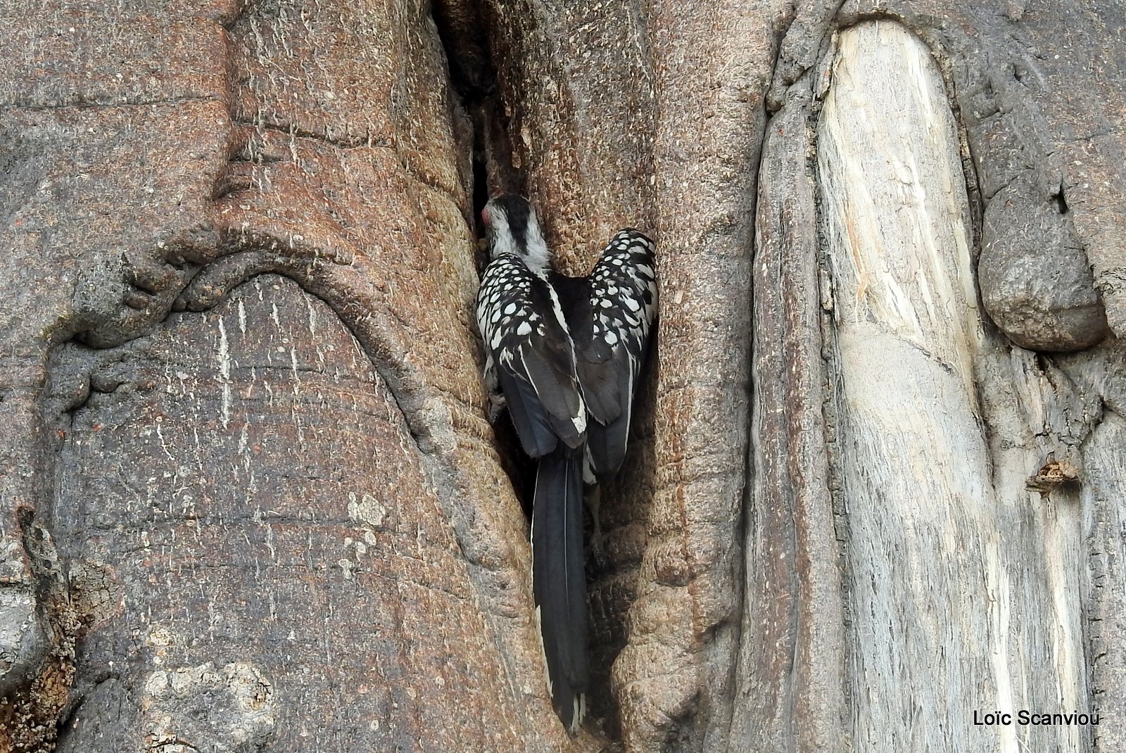 Calao leucomèle/Southern Yellow-billed Hornbill (4)