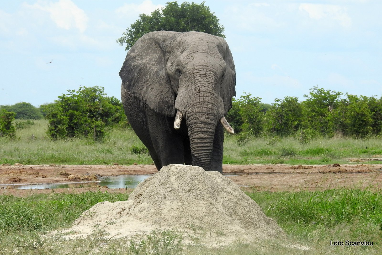 Eléphant d'Afrique/African Elephant (33)