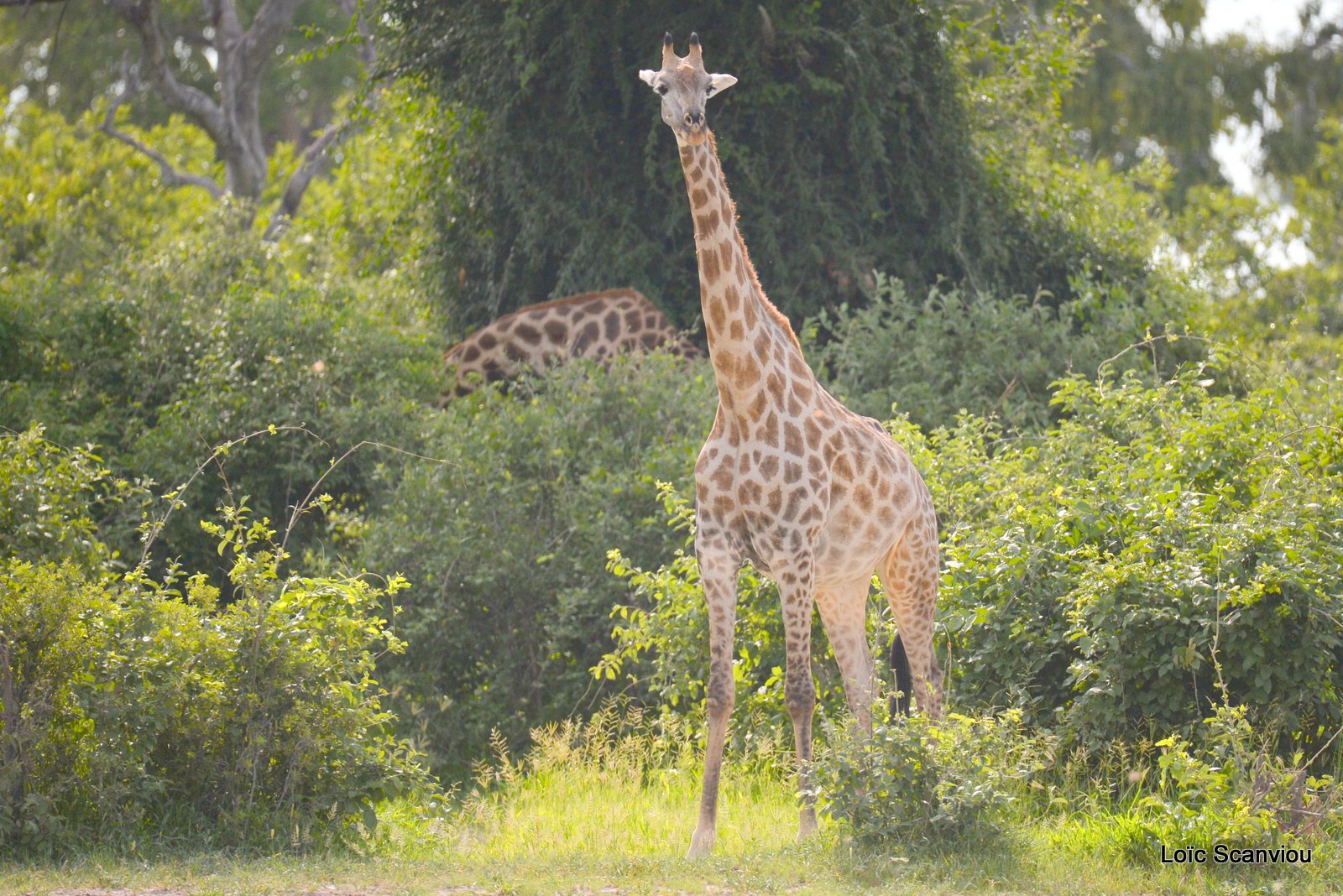 Girafe du Sud/Southern Giraffe (1)