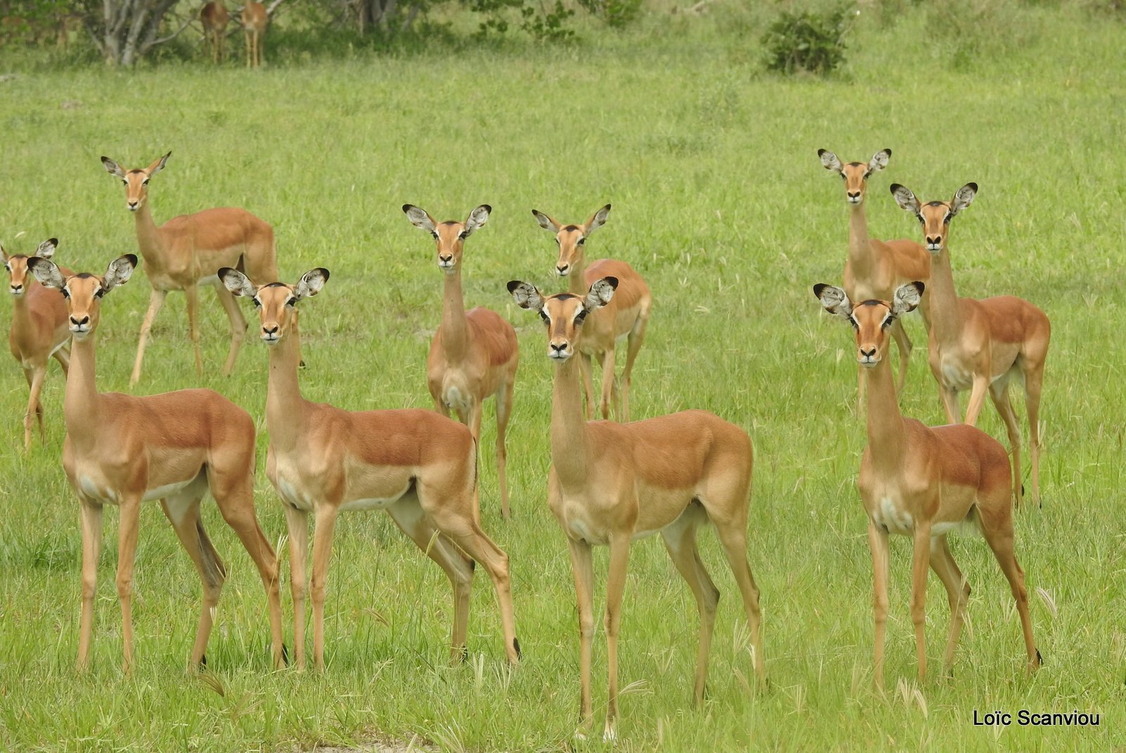 Impala (6)