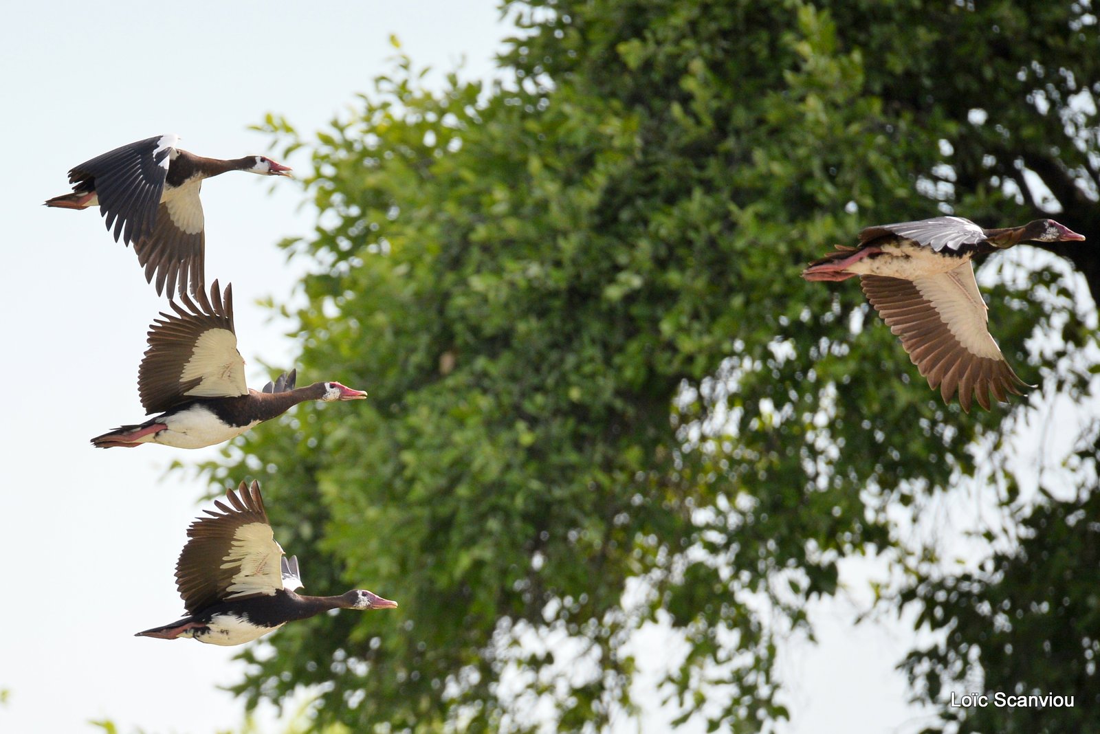 Oie-armée de Gambie/Spur-winged Goose (1)