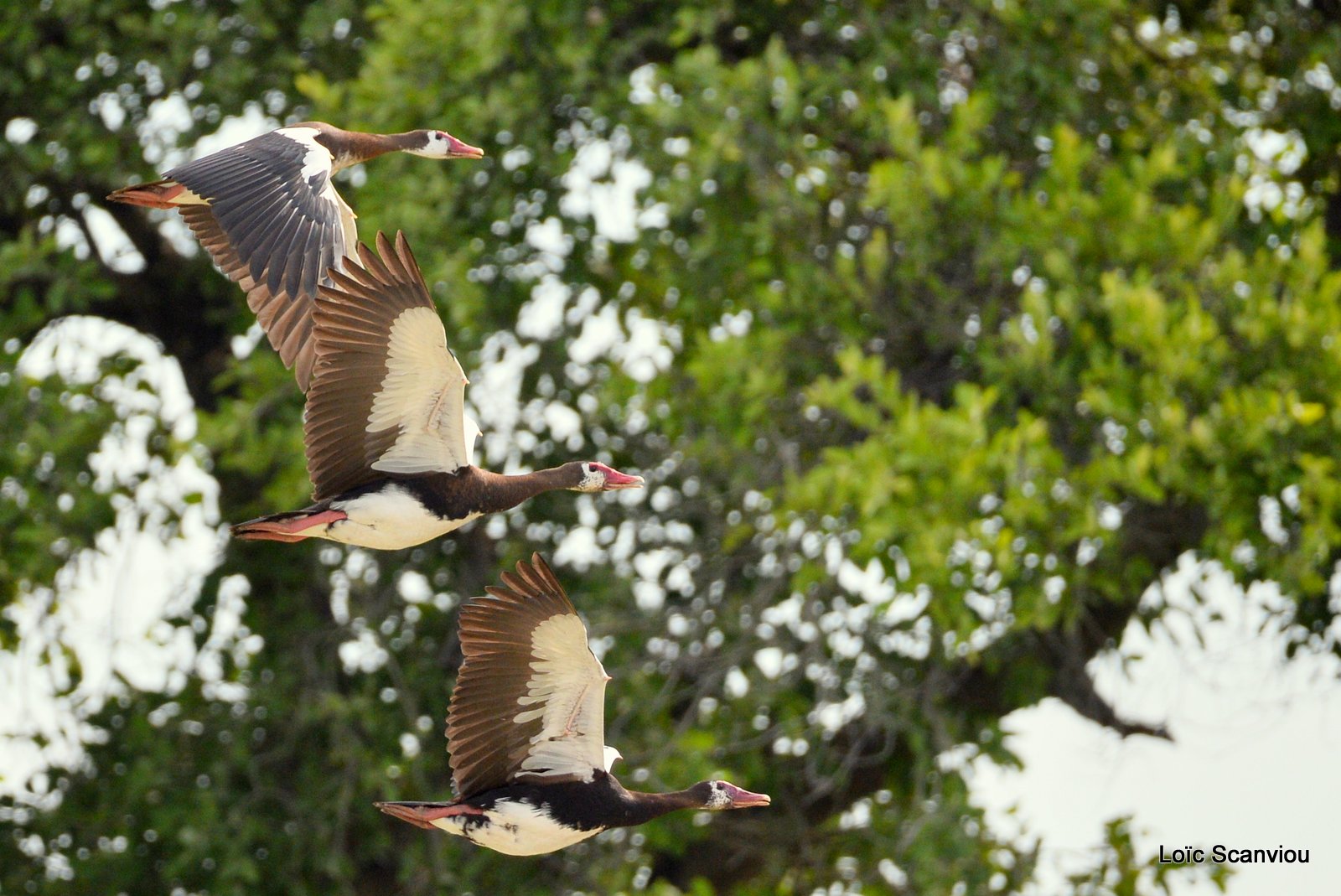 Oie-armée de Gambie/Spur-winged Goose (2)