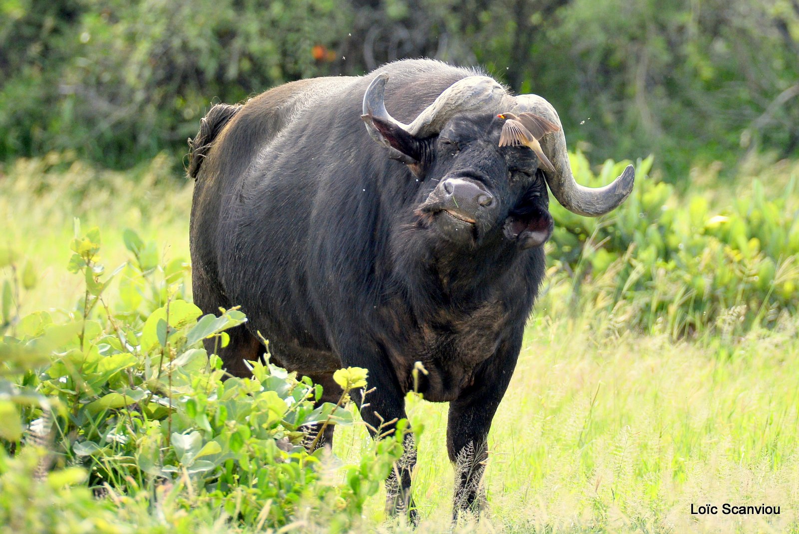 Buffle d'Afrique/Cape Buffalo (1)