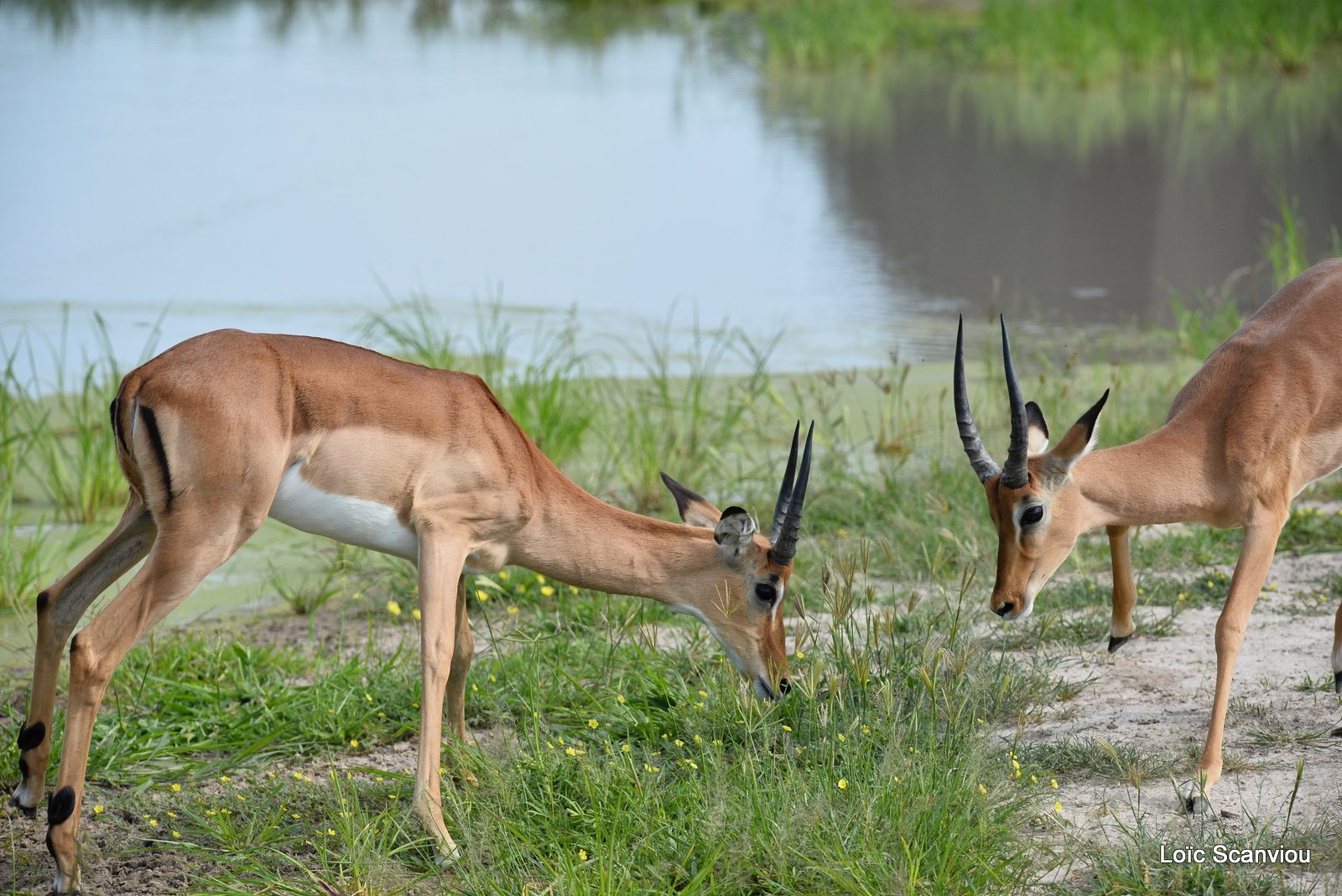 Impala (3)