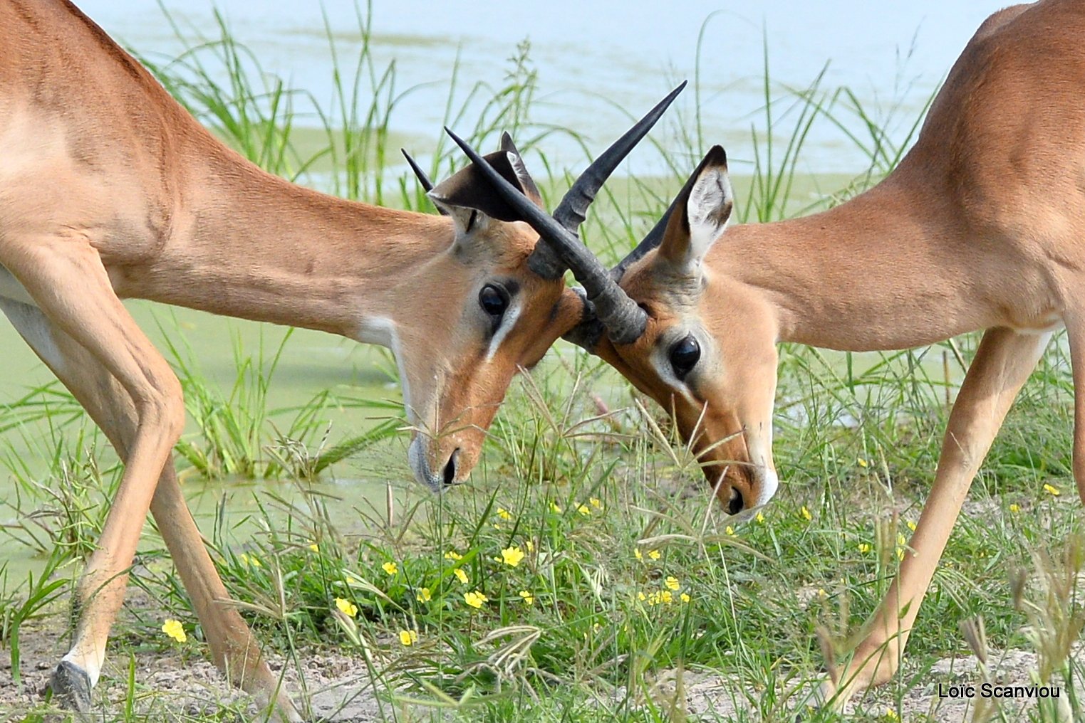 Impala (4)