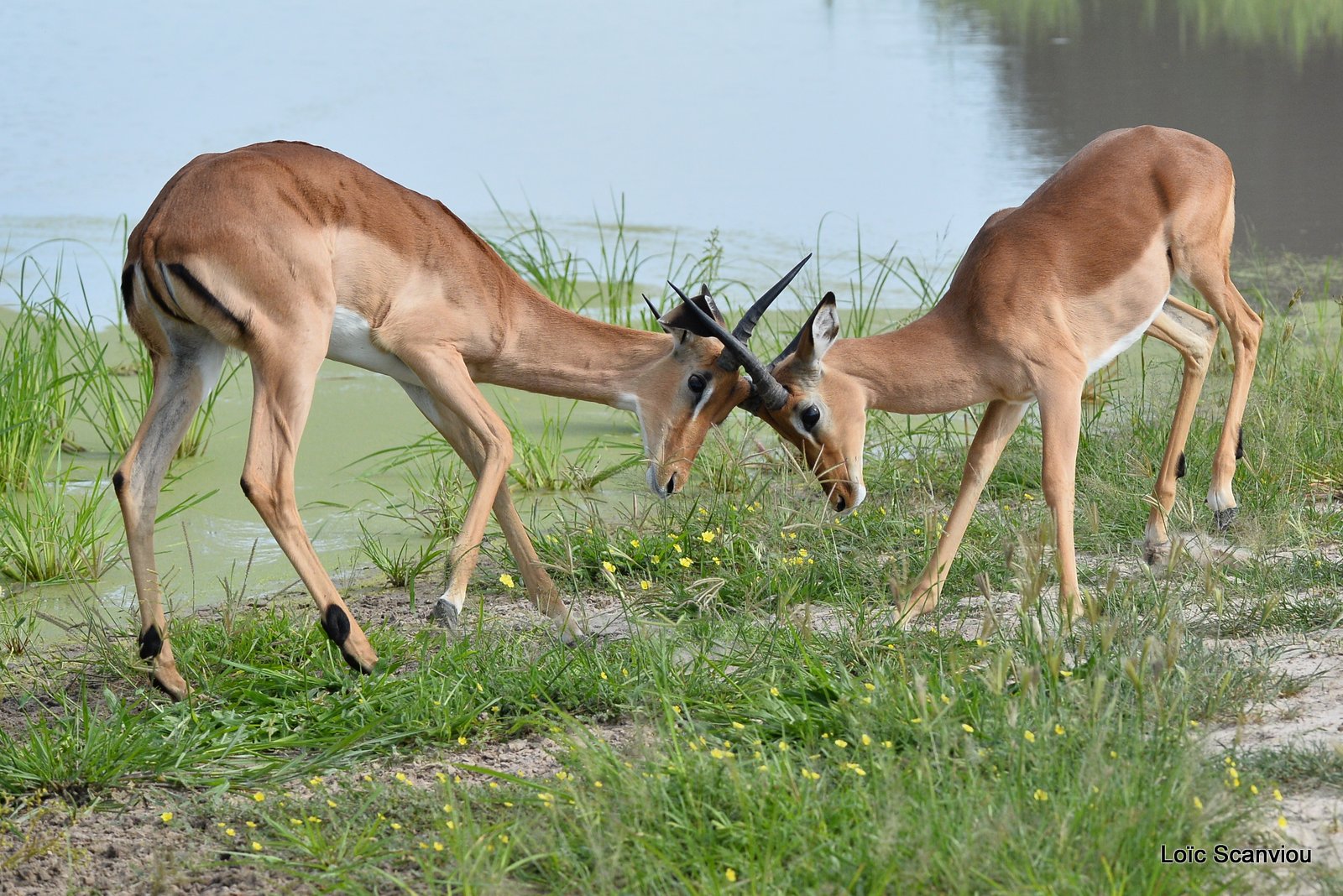 Impala (5)