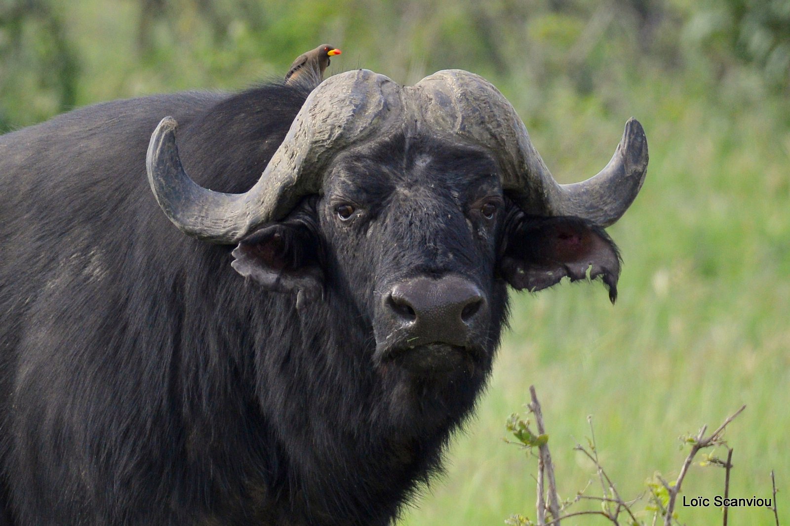 Buffle d'Afrique/Cape Buffalo (2)