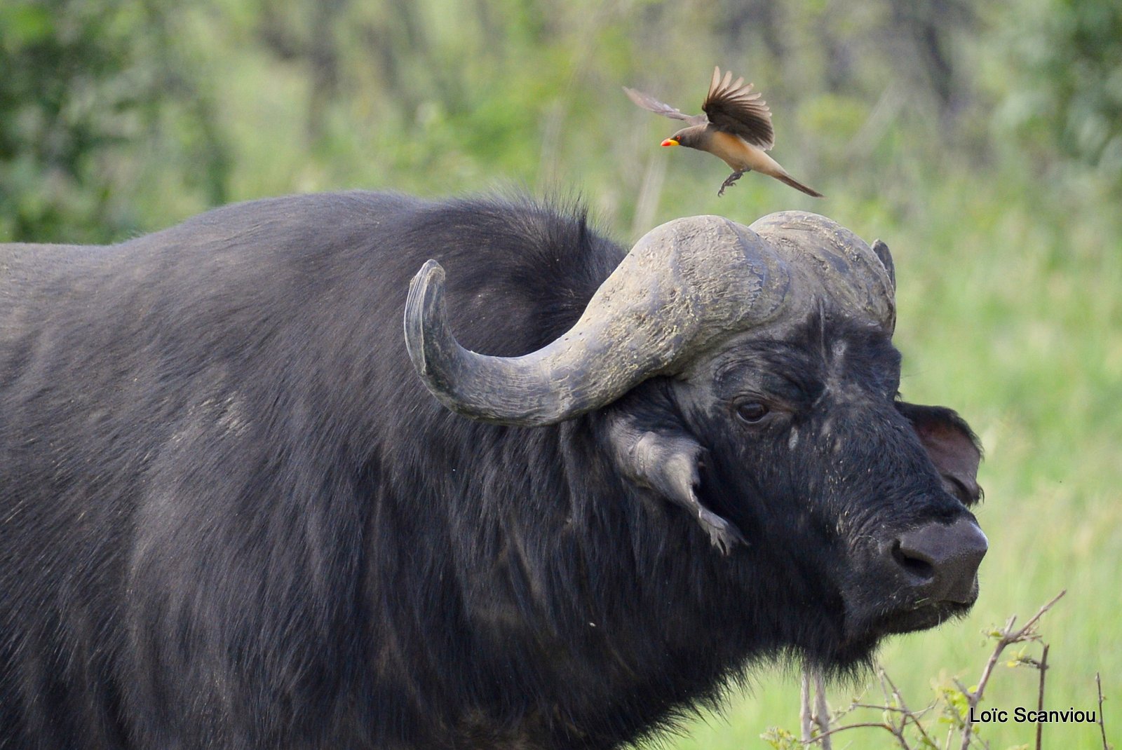 Buffle d'Afrique/Cape Buffalo (3)