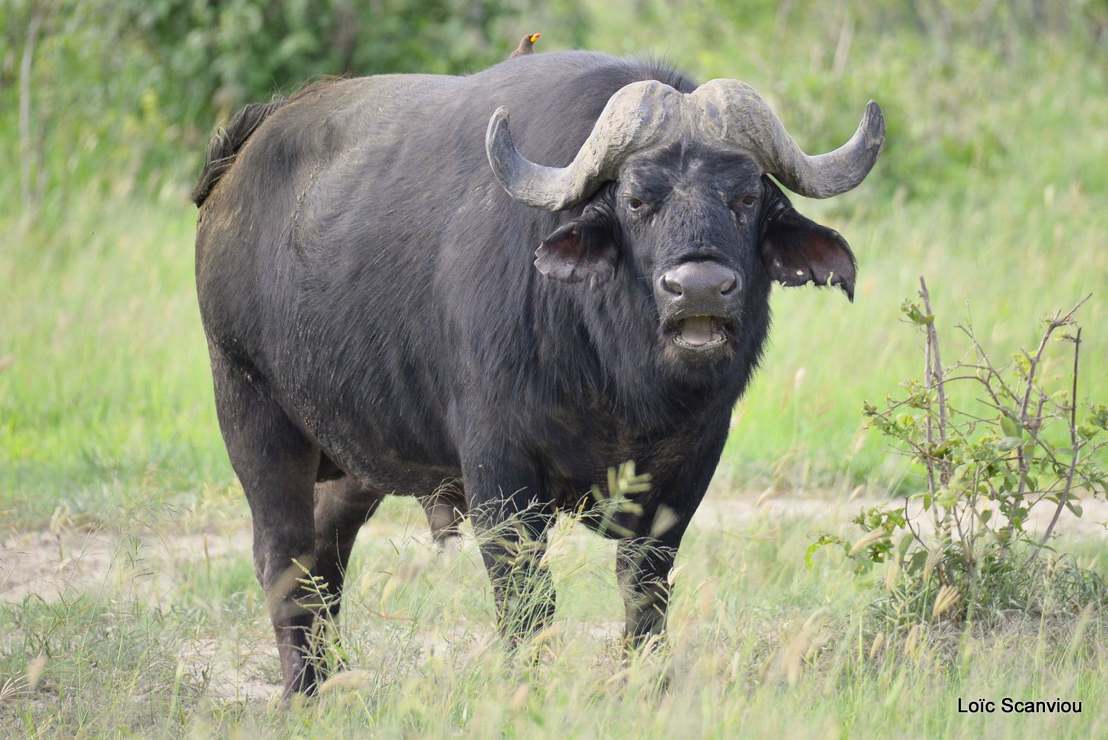 Buffle d'Afrique/Cape Buffalo (4)