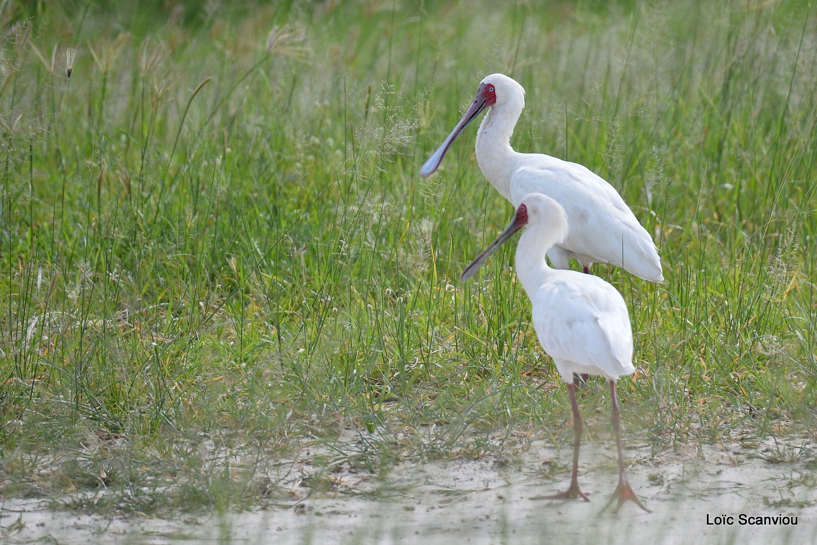 Spatule d'Afrique/African Spoonbill (1)