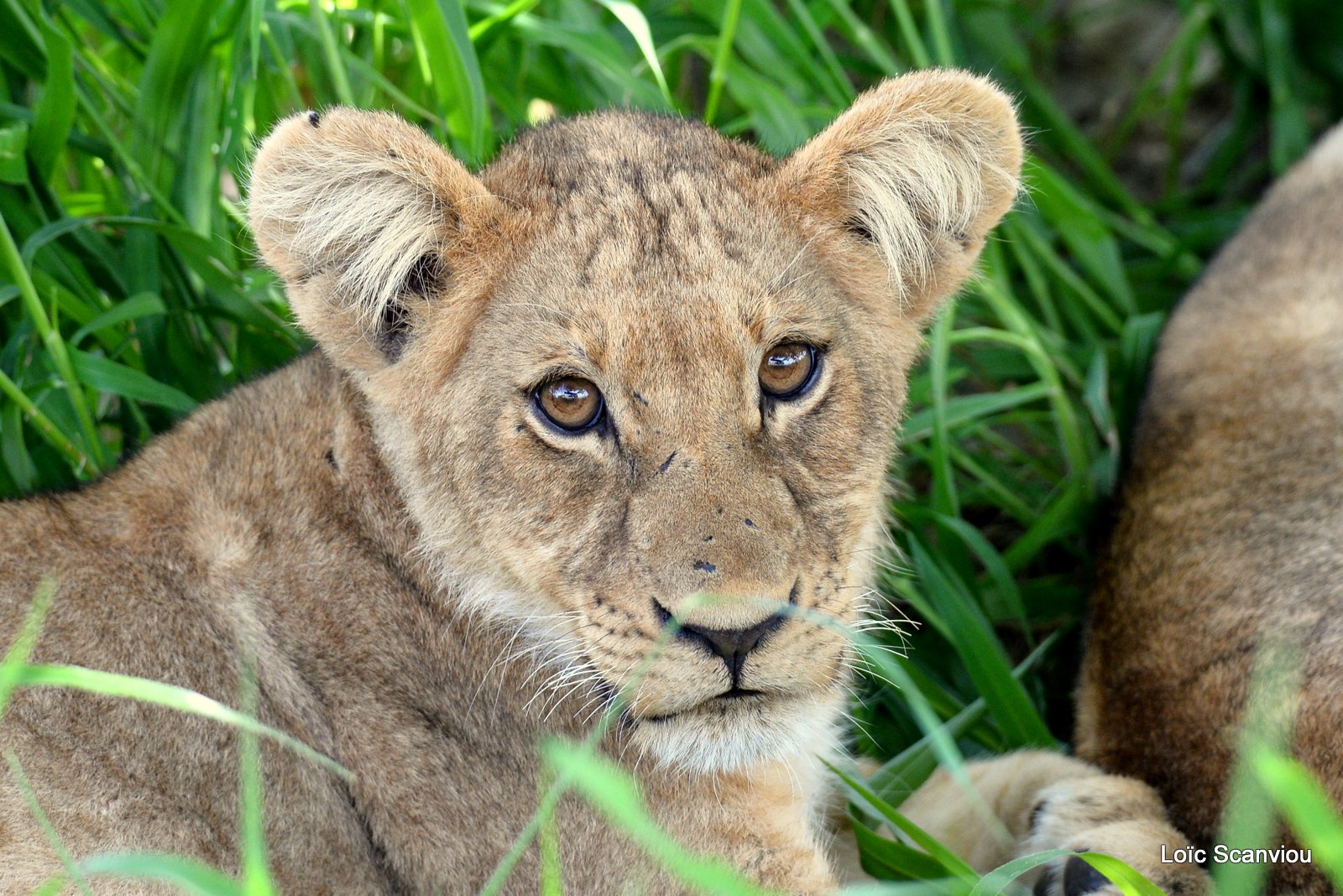 Lionceau/Lion Cub (1)