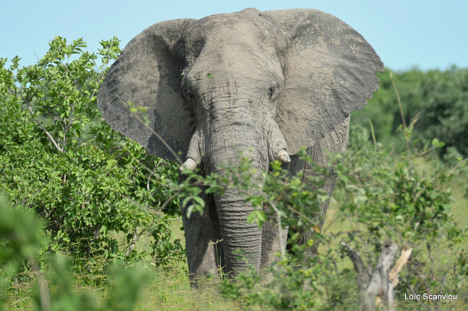 Eléphant d'Afrique/African Elephant (2)