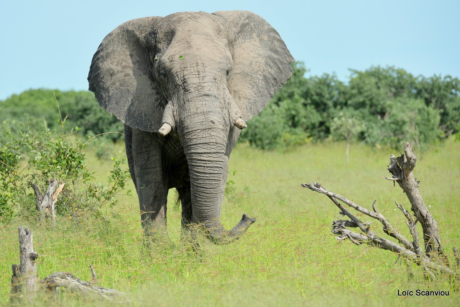 Eléphant d'Afrique/African Elephant (3)