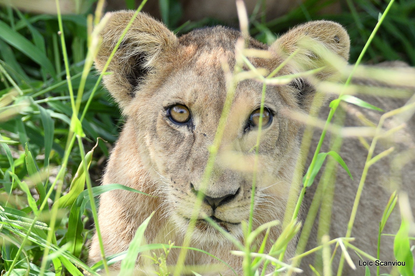 Lionceau/Lion Cub (2)