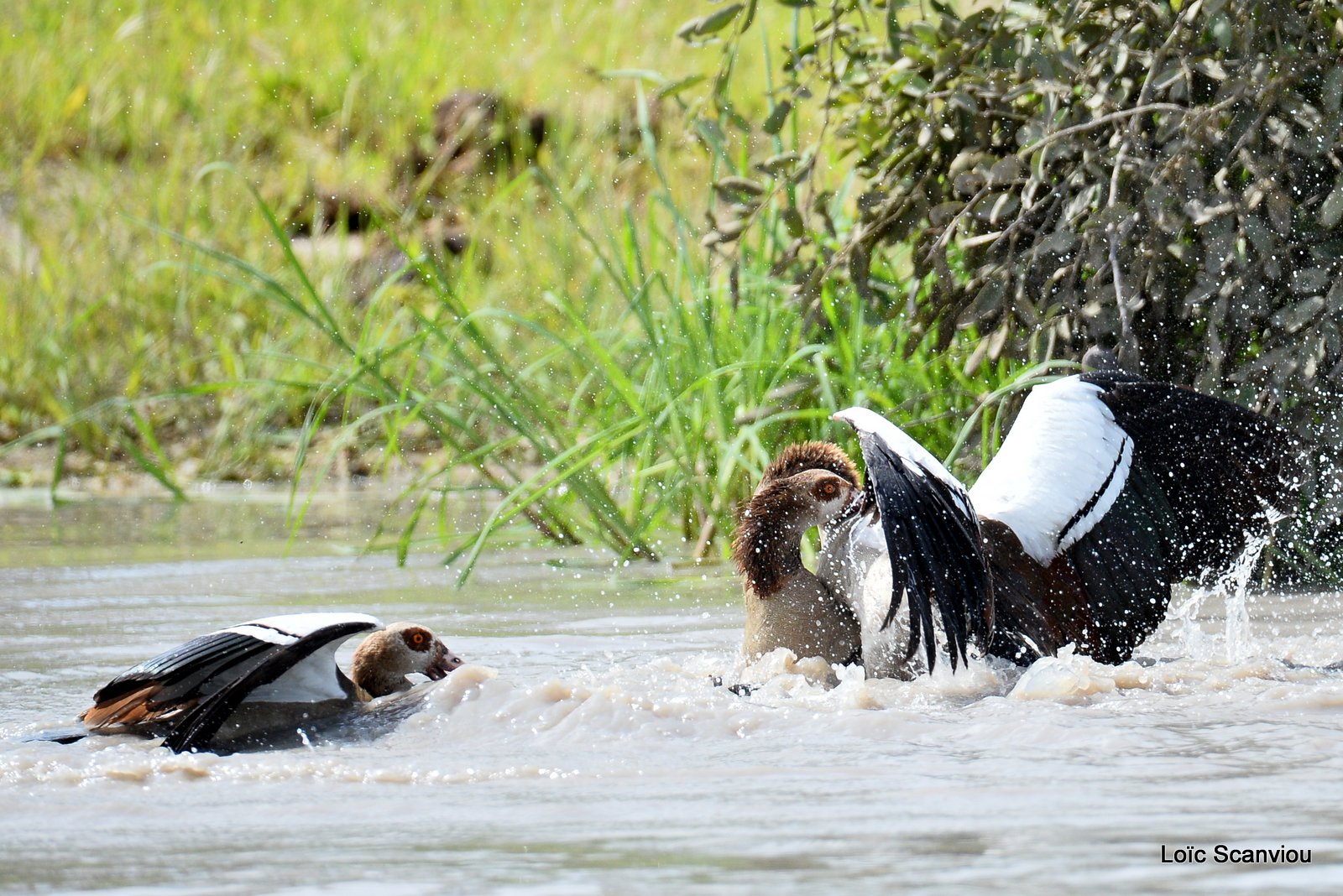 Combat d'ouettes d'Egypte/Egyptian Geese fighting (1)