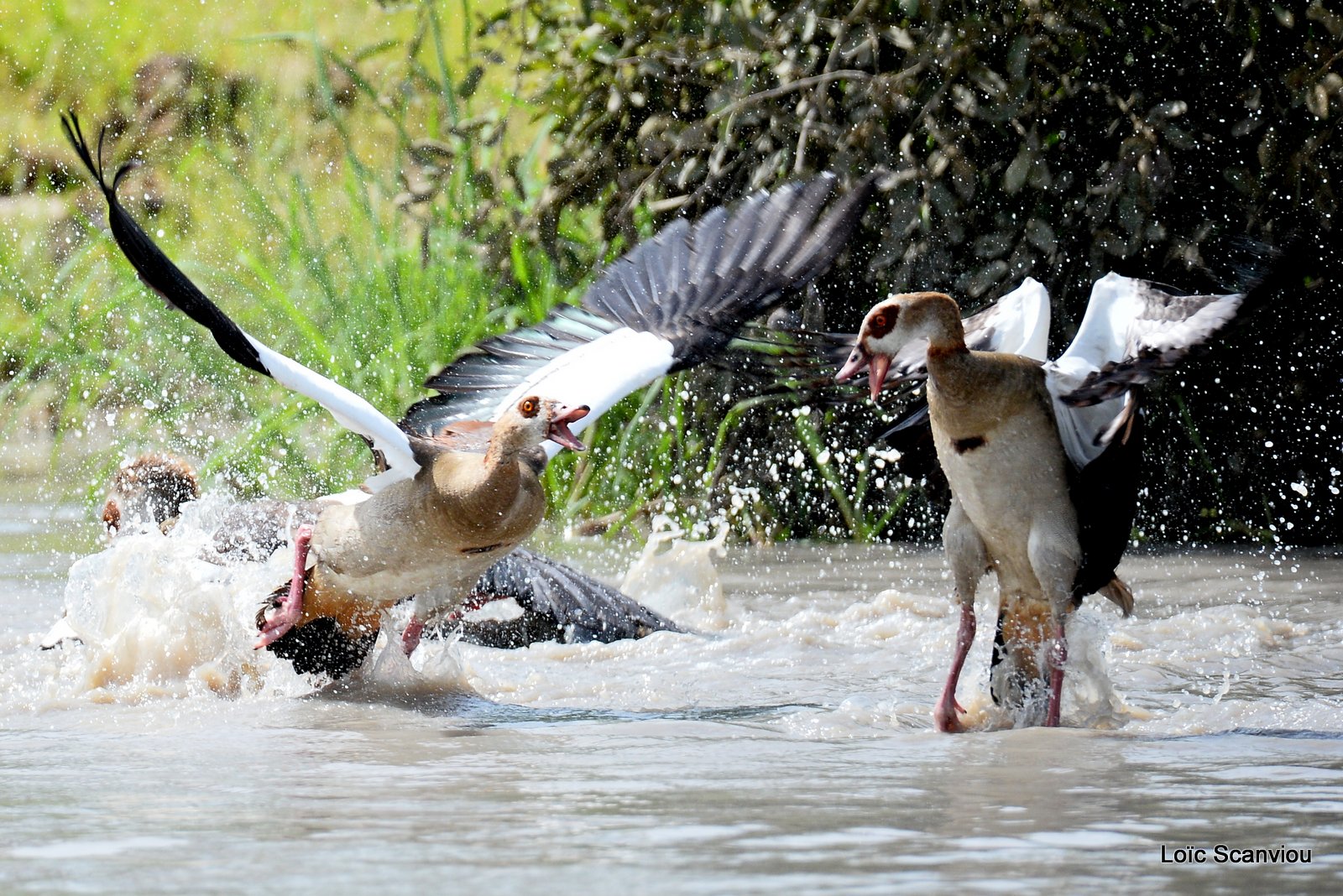 Combat d'ouettes d'Egypte/Egyptian Geese fighting (2)