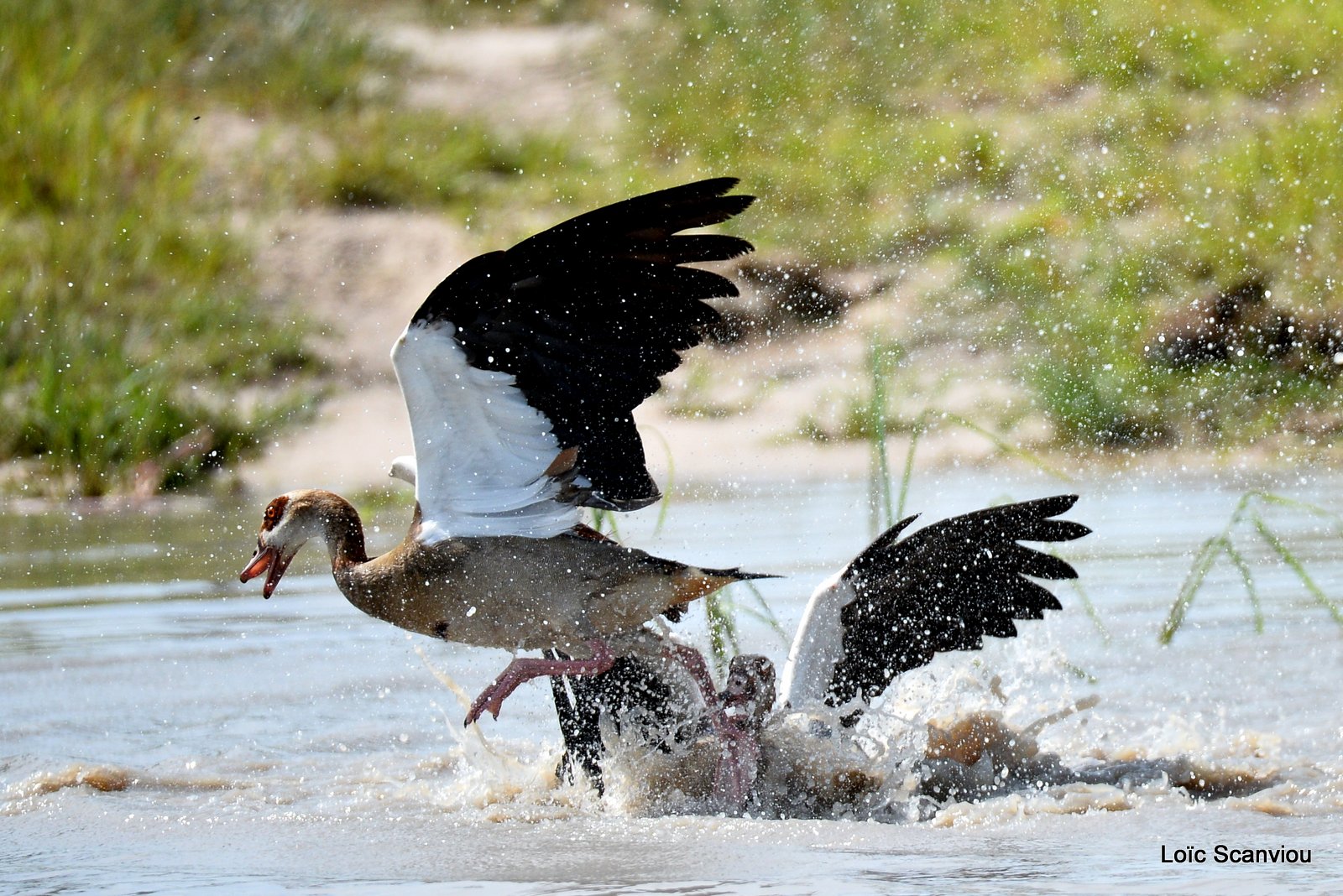 Combat d'ouettes d'Egypte/Egyptian Geese fighting (3)