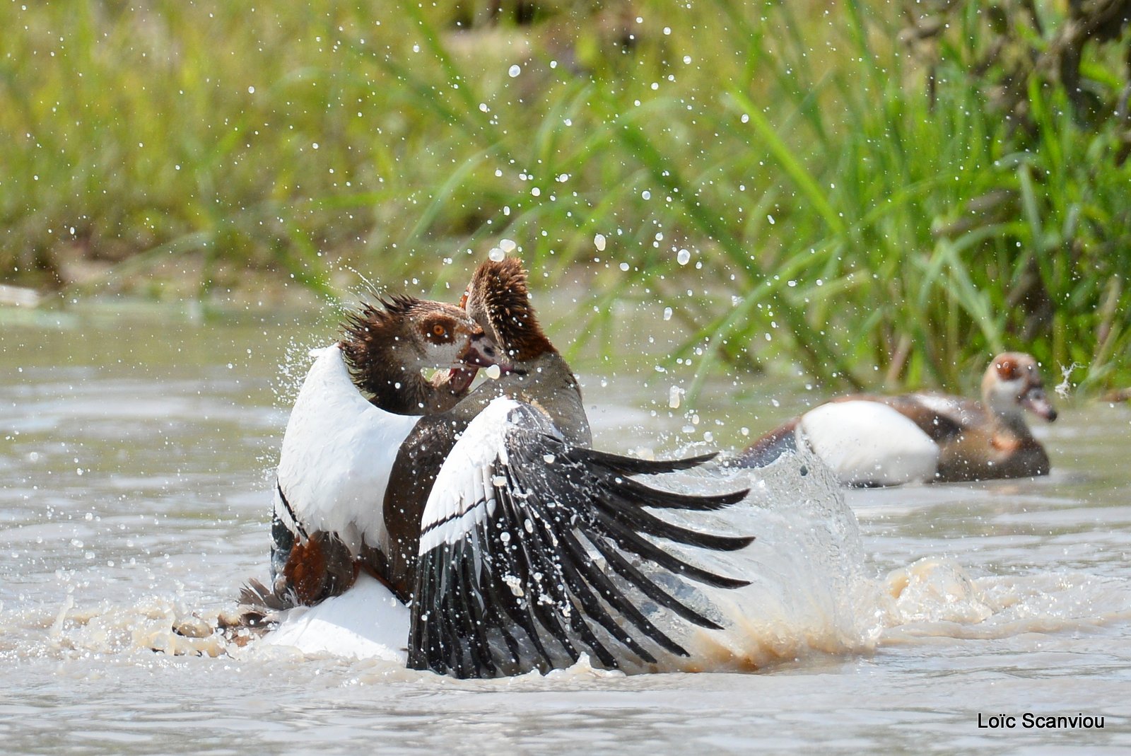 Combat d'ouettes d'Egypte/Egyptian Geese fighting (4)