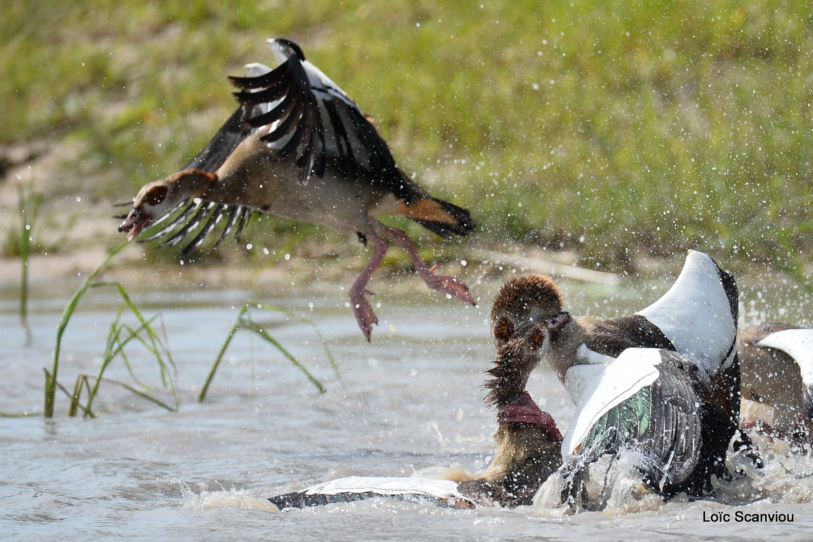 Combat d'ouettes d'Egypte/Egyptian Geese fighting (5)