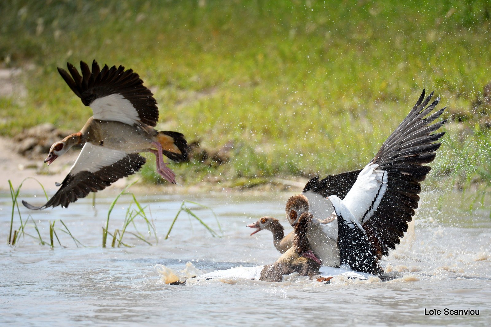 Combat d'ouettes d'Egypte/Egyptian Geese fighting (6)