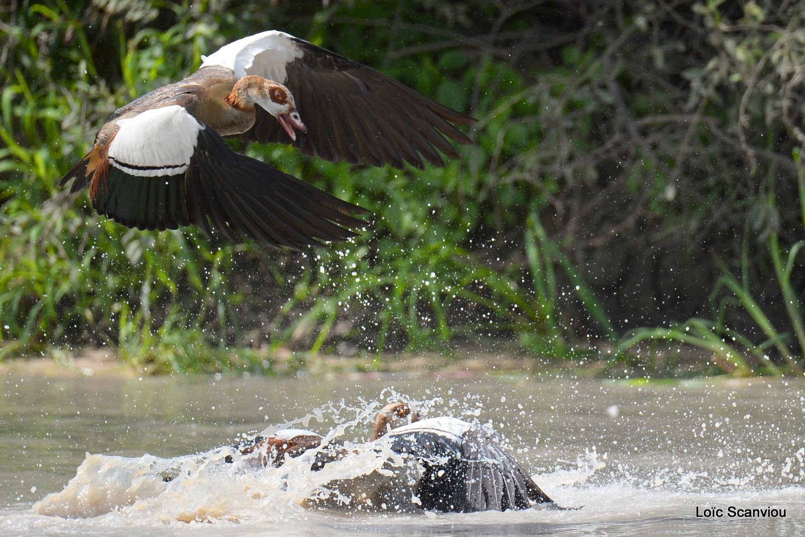 Combat d'ouettes d'Egypte/Egyptian Geese fighting (7)