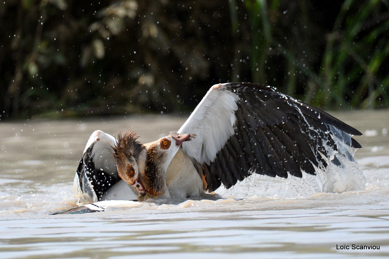 Combat d'ouettes d'Egypte/Egyptian Geese fighting (8)