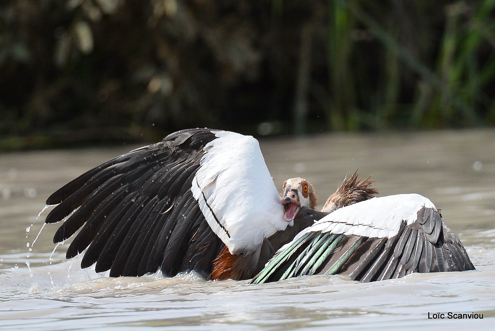 Combat d'ouettes d'Egypte/Egyptian Geese fighting (9)