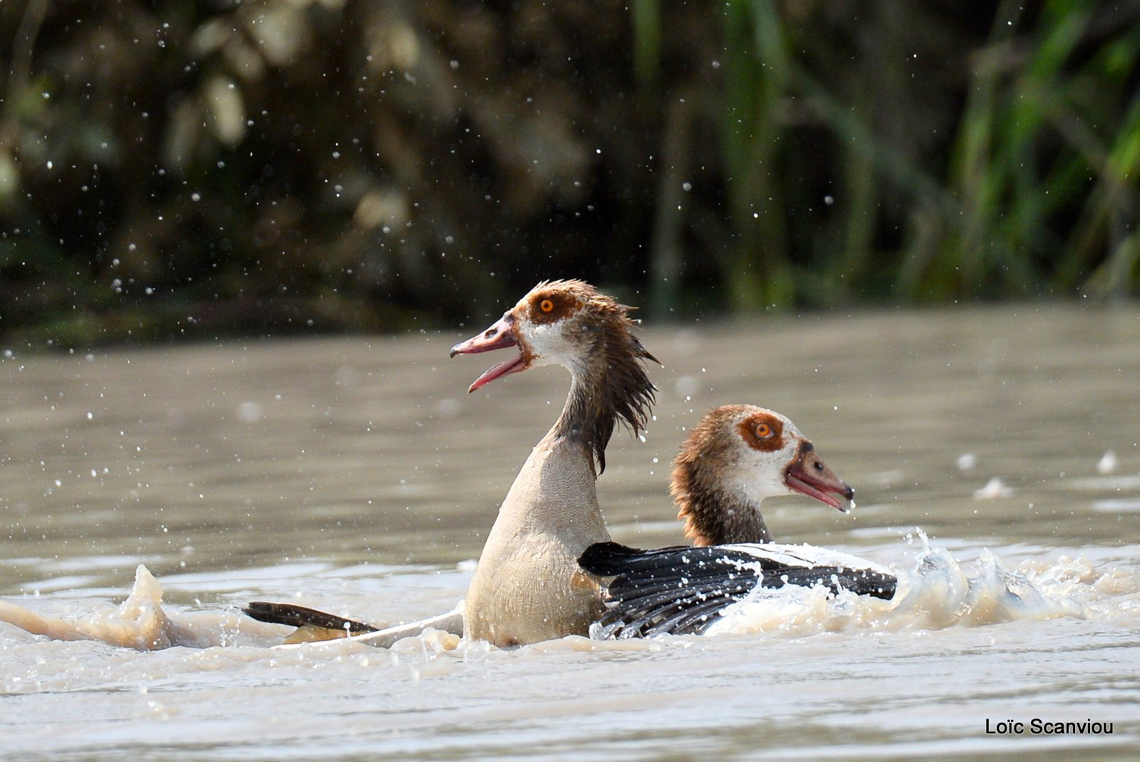 Combat d'ouettes d'Egypte/Egyptian Geese fighting (10)