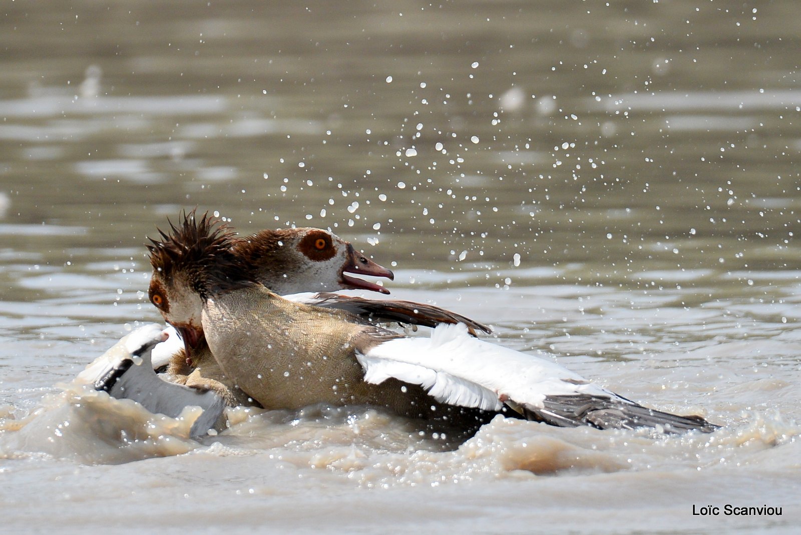 Combat d'ouettes d'Egypte/Egyptian Geese fighting (11)